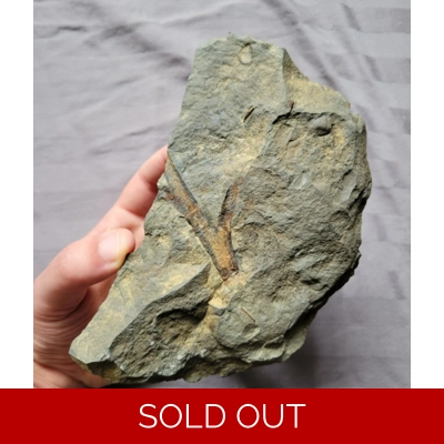 Rare Plant Wood Archaeopteris Fossil Devonian of Sangerfield New York